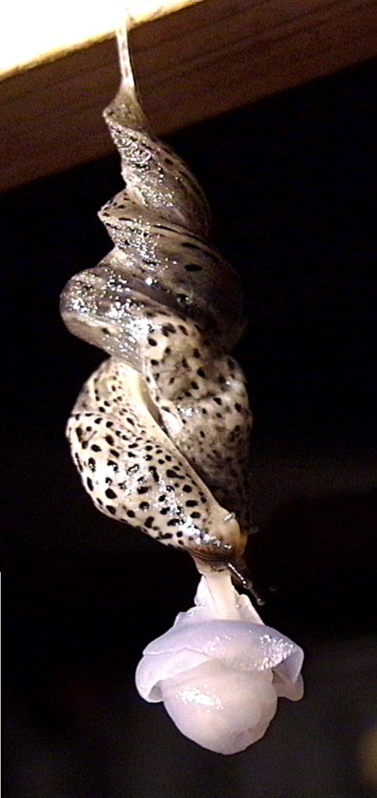 Garden Slugs Mating